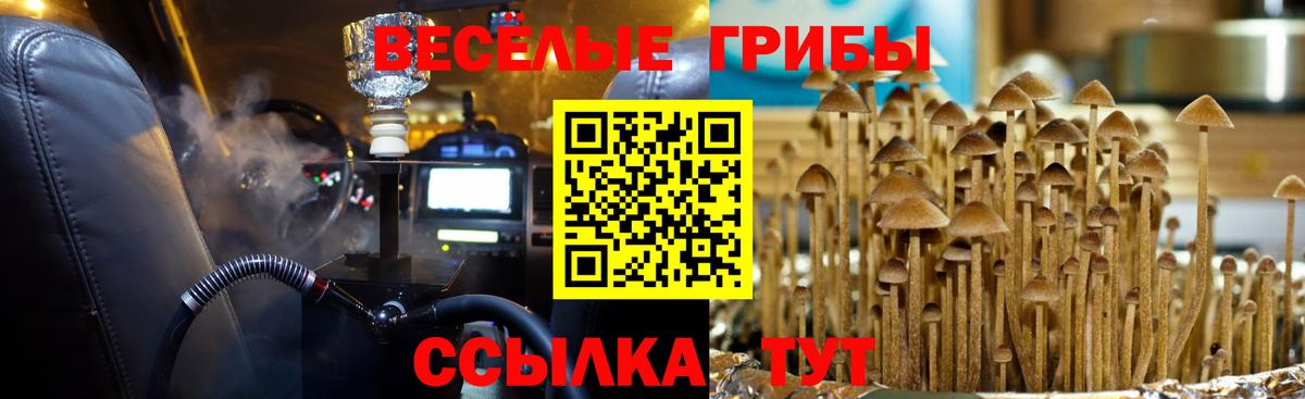 Псилоцибиновые грибы GOLDEN TEACHER Буйнакск